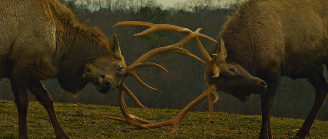 Killing Season (2013) Killing Season (2013)